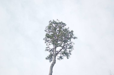 Kışın sadece çıplak dalları olan sadeleştirilmiş ağaç.