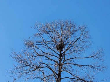 3D Illustration of Tree With Falling Leaves