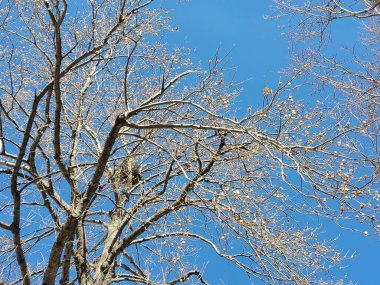 3D Illustration of Tree With Falling Leaves