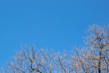 Ormanı yeniden ağaçlandırmak, ormana ağaç dikmek. İnsan ve çocuk çıplak ağaç, köknar ağacı ve siluet dikerler. Vektör illüstrasyonu