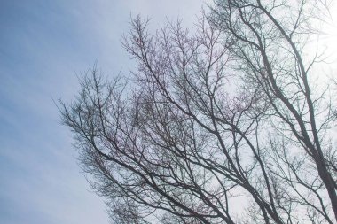 Soluk beyaz arkaplanda çıplak ağaç dalları