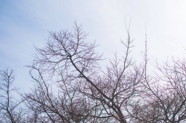 Soluk beyaz arkaplanda çıplak ağaç dalları