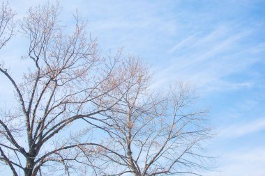 Soluk beyaz arkaplanda çıplak ağaç dalları