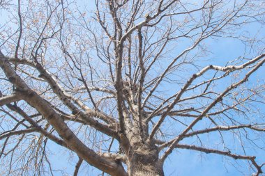 Soluk beyaz arkaplanda çıplak ağaç dalları