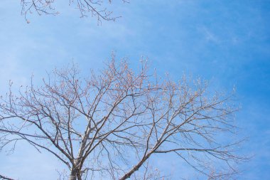 Soluk beyaz arkaplanda çıplak ağaç dalları