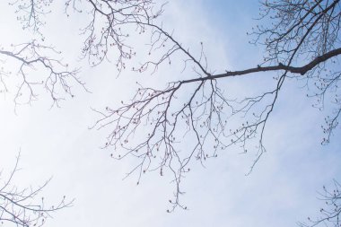 Soluk beyaz arkaplanda çıplak ağaç dalları