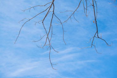 Soluk beyaz arkaplanda çıplak ağaç dalları