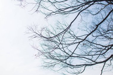 Soluk beyaz arkaplanda çıplak ağaç dalları