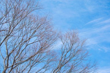 Soluk beyaz arkaplanda çıplak ağaç dalları