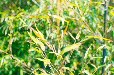 Art abstract spring background natural green leaf with rain drop after the storm at rainforest. leaves green background with rain drop. top view of green leaf in the garden. fat lay.