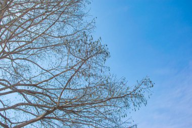 Soluk beyaz arkaplanda çıplak ağaç dalları