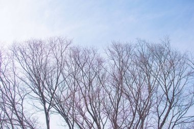 Soluk beyaz arkaplanda çıplak ağaç dalları