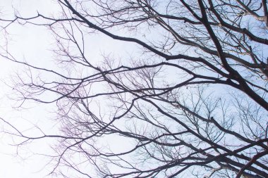 Soluk beyaz arkaplanda çıplak ağaç dalları