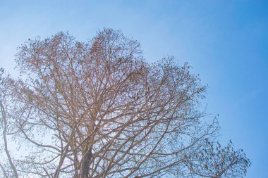 Soluk beyaz arkaplanda çıplak ağaç dalları