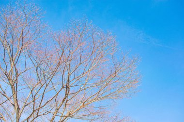 Soluk beyaz arkaplanda çıplak ağaç dalları