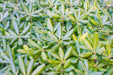 green leaves sprouting new leaves