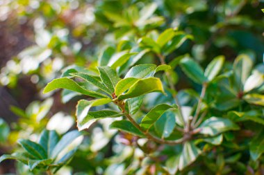 green leaves sprouting new leaves