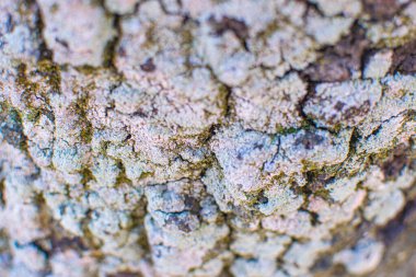 Mushrooms growing on the surface of a tree in a damp place