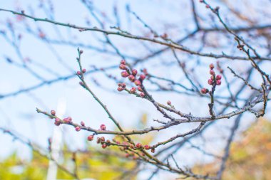 Yaz günü tarım alanında ilaçların püskürtülmesinden sonra bulutlu mavi gökyüzüne karşı yanmış yaprakları olan mısır bitkileri.