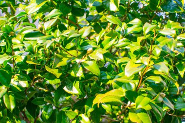 green leaves sprouting new leaves