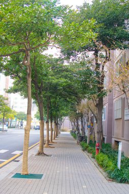 Avustralya 'da ağaçlarla çevrili dolambaçlı bir yol. Dağ yolu. Yolculuk