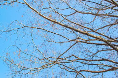 Yaz günü tarım alanında ilaçların püskürtülmesinden sonra bulutlu mavi gökyüzüne karşı yanmış yaprakları olan mısır bitkileri.
