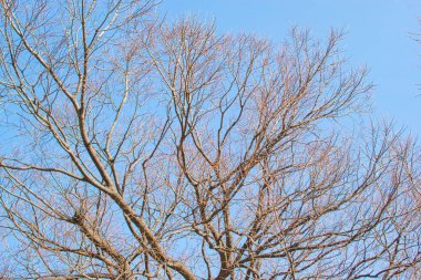 Yaz günü tarım alanında ilaçların püskürtülmesinden sonra bulutlu mavi gökyüzüne karşı yanmış yaprakları olan mısır bitkileri.