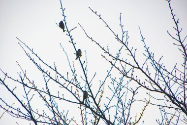 Beyaz karınlı Redstart, beyaz karınlı redstart (Hodgsonius phaenicuroides) beyaz arkaplanda izole edilmiş güzel mavi kuş