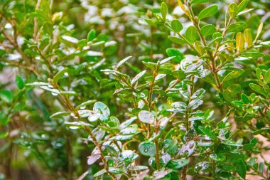Yeşil çimenlerin üzerine büyük su damlası. Çiy sabahları yeşil bir yaprakta düşer. su damlaları ile yeşil yaprak. Yeşil yapraklar üzerinde şeffaf yağmur suyu büyük güzel damla. kopyalama alanı ile