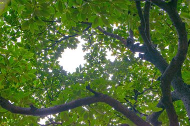 beyaz arkaplanda panoramik yeşil yapraklar