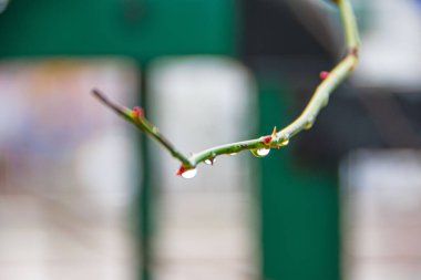 Yeşil çimenlerin üzerine büyük su damlası. Çiy sabahları yeşil bir yaprakta düşer. su damlaları ile yeşil yaprak. Yeşil yapraklar üzerinde şeffaf yağmur suyu büyük güzel damla. kopyalama alanı ile