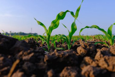Genç yeşil mısır tarlasında mısır, sabah çiğ taneleriyle sulanır. Hayvan yemi tarım endüstrisi, düşük açılı çekim.