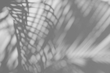 gölge palmiye yaprağı bulanıklığı beyaz duvar dokusu arka plan, yaz konsepti, beyaz ve siyah, doğadaki güzellik