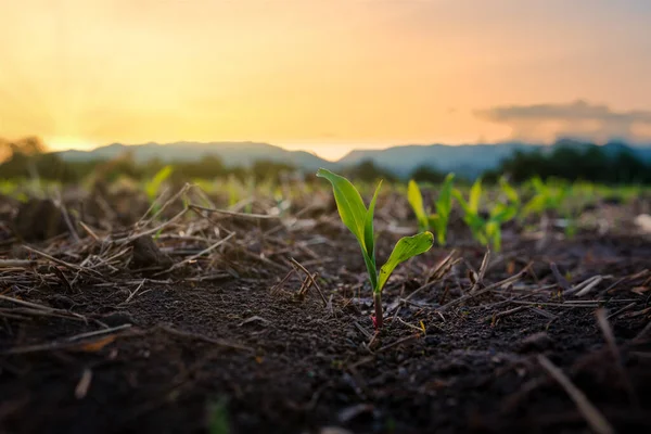Sadzonki Kukurydzy Ogrodzie Rolniczym Zachodem Słońca Rosnące Młode Zielone Nasiona — Zdjęcie stockowe