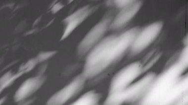 Doğal bir arka planda beton duvarlar sallanan yaprakların gölgesi hafif bir esintide, soyut bir arka planda.