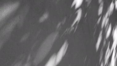 Doğal bir arka planda beton duvarlar sallanan yaprakların gölgesi hafif bir esintide, soyut bir arka planda.