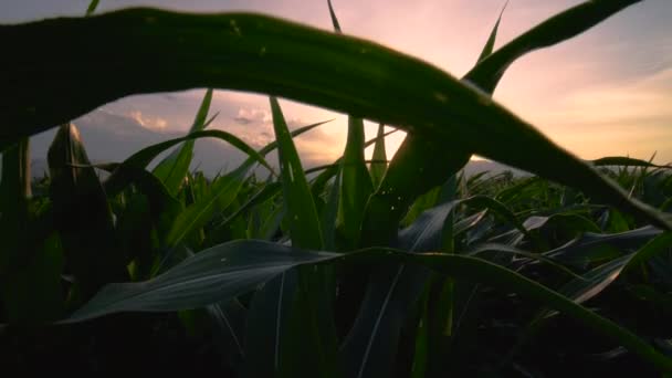 夕方のプランテーションコーンフィールドの緑のトウモロコシのクレーンショットとライトサンセット 動物飼料のための産業作物 — ストック動画