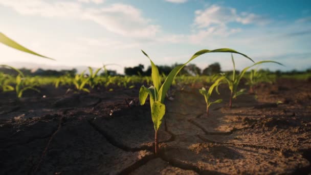 Mladé Kukuřičné Rostliny Houpající Sluncem Svítí Večerním Vánku Kukuřičném Poli — Stock video