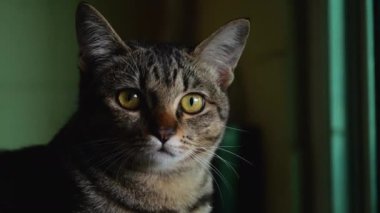 Büyük gözlü, gri evcil bir kedinin portresi. Kameraya ve loş ışıklı odaya bakıyor. Yavaş Hareket ve El kameraları.