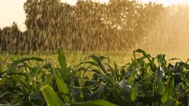 日没の光で夕方に水スプリンクラー灌漑システムでトウモロコシ作物を給水 動物飼料のための産業作物 スローモーション — ストック動画