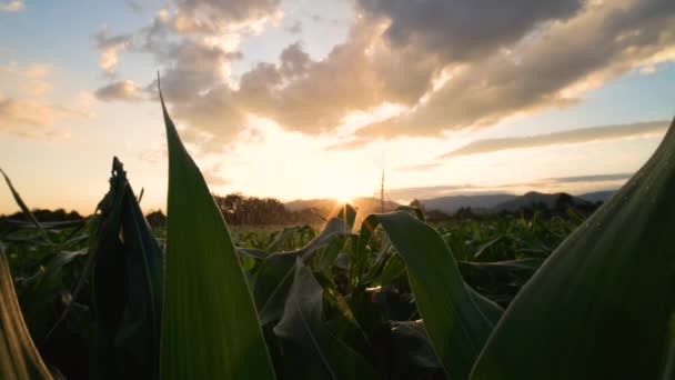 中ロングショット スローモーションの光で夕方に水スプリンクラー灌漑システムでトウモロコシ作物を給水する — ストック動画