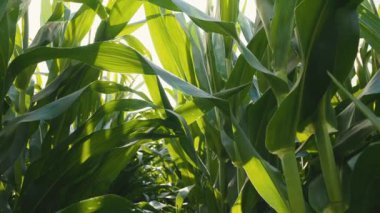 Tarımsal alanda yavaş hareket eden yeşil mısırlar rüzgarda zarif bir şekilde sallanıyor, güneş ışığıyla birlikte banyo yapıyor.