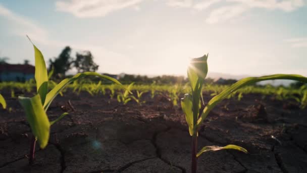 Mladé Kukuřičné Rostliny Houpající Sluncem Svítí Večerním Vánku Kukuřičném Poli — Stock video