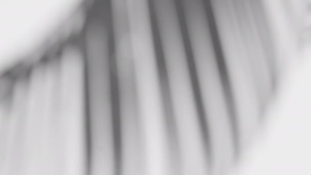 Ralentir Ombre Feuille Palmier Oscillante Superposée Sur Fond Blanc Noir — Video