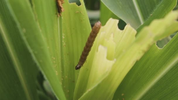 Närbild Fall Armyworm Spodoptera Frugiperda Majsblad Växtskadegörare Som Biter Och — Stockvideo