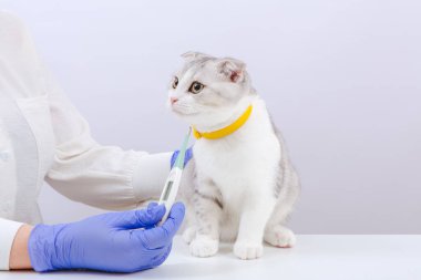 İskoç tekir kediciği termometreyle doktorun eline geçti. Sağlık hizmetleri evcil hayvanı. Hayvan tedavisi kavramı