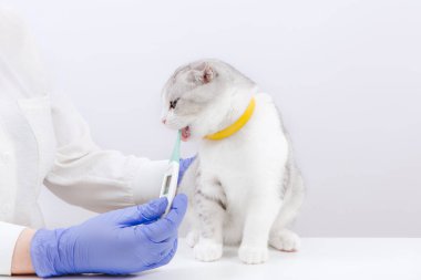 İskoç tekir kediciği termometreyle doktorun eline geçti. Sağlık hizmetleri evcil hayvanı. Hayvan tedavisi kavramı