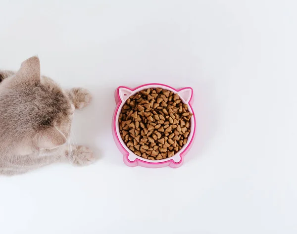 stock image Pink cat food bowl and grey cute cat. White background. Top view. Copy space