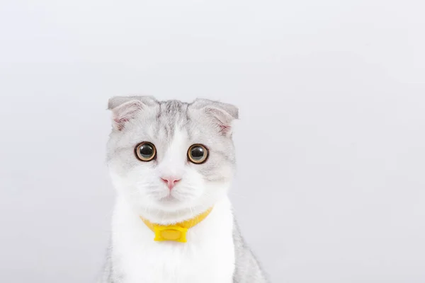 Портрет Белого Шотландского Складного Котенка White Background Cute Смешно Чистокровный — стоковое фото