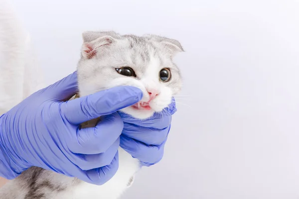 Skót Összecsukható Cica Kezében Kék Orvosi Kesztyűvel Orvosi Látogatás Állatkezelési Stock Kép